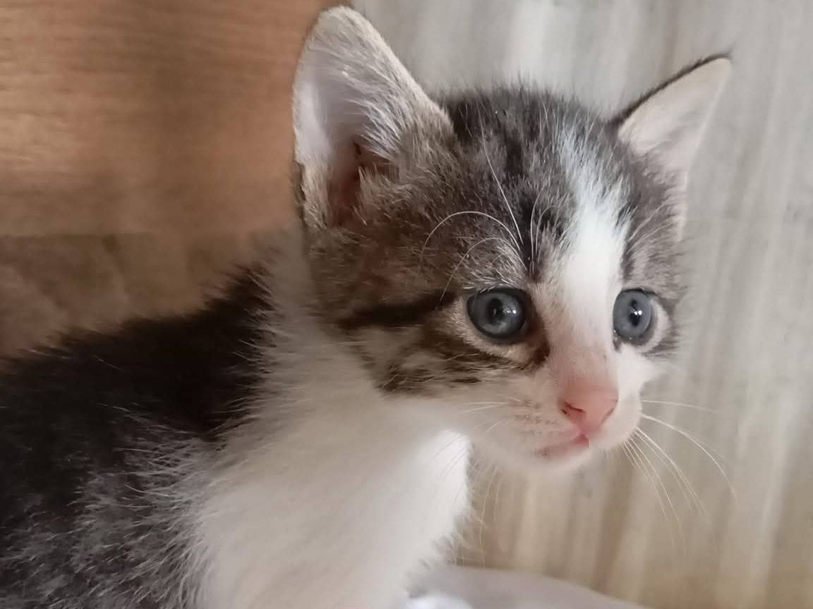 Adotta un gatto, femmina, 3 settimane, Latina