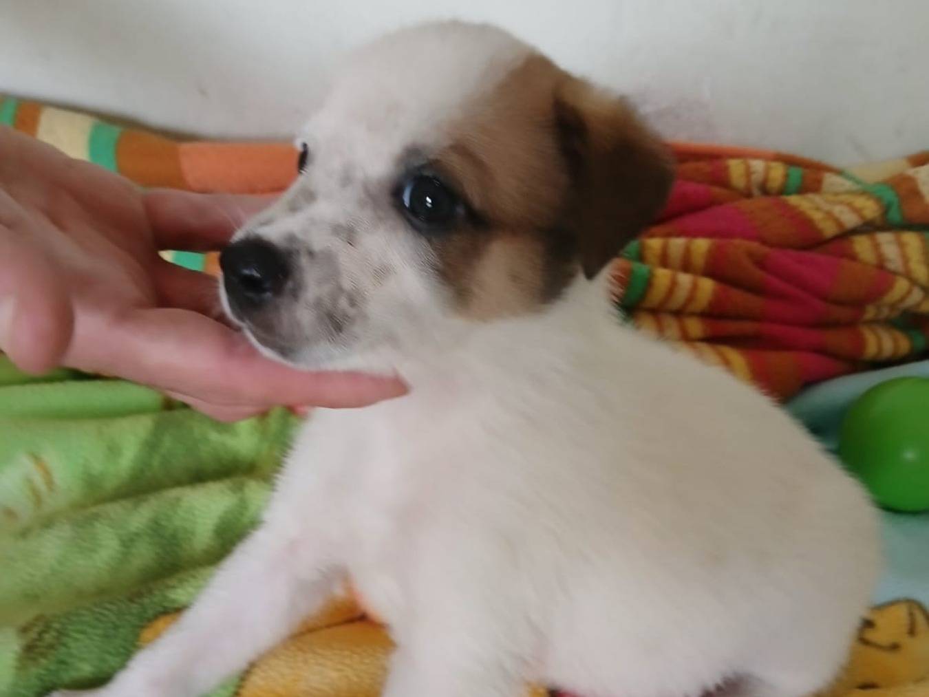 Adotta un cane, femmina, 1 anno, Bari