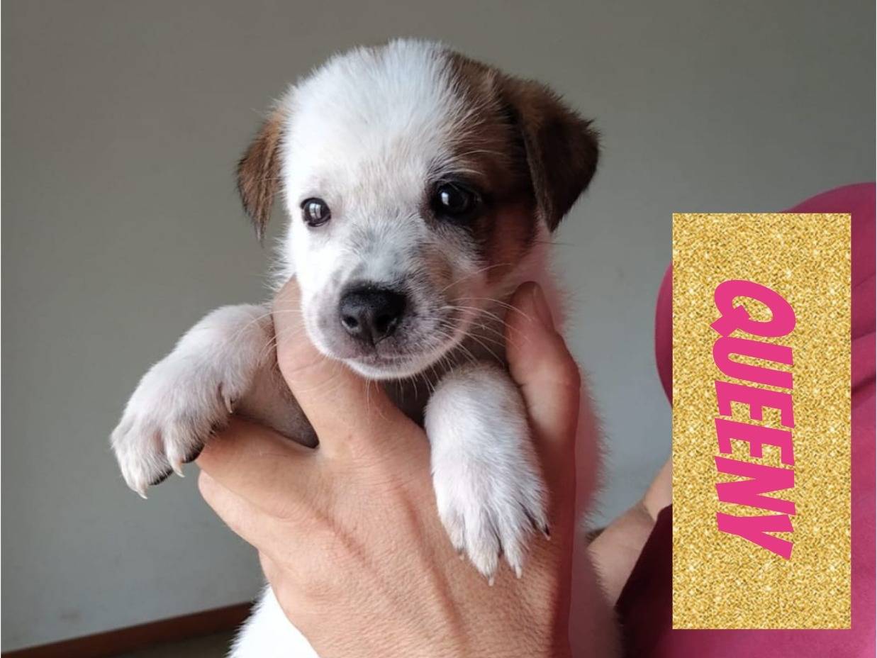 Adotta un cane, taglia media contenuta, femmina, Bari