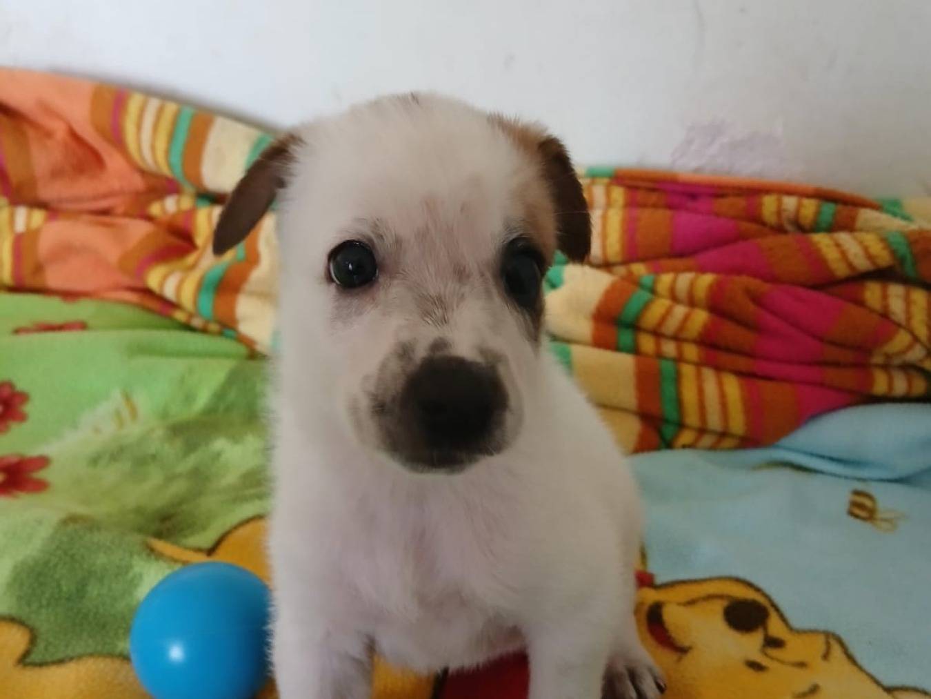 Vuoi adottare un cane a Bari?
