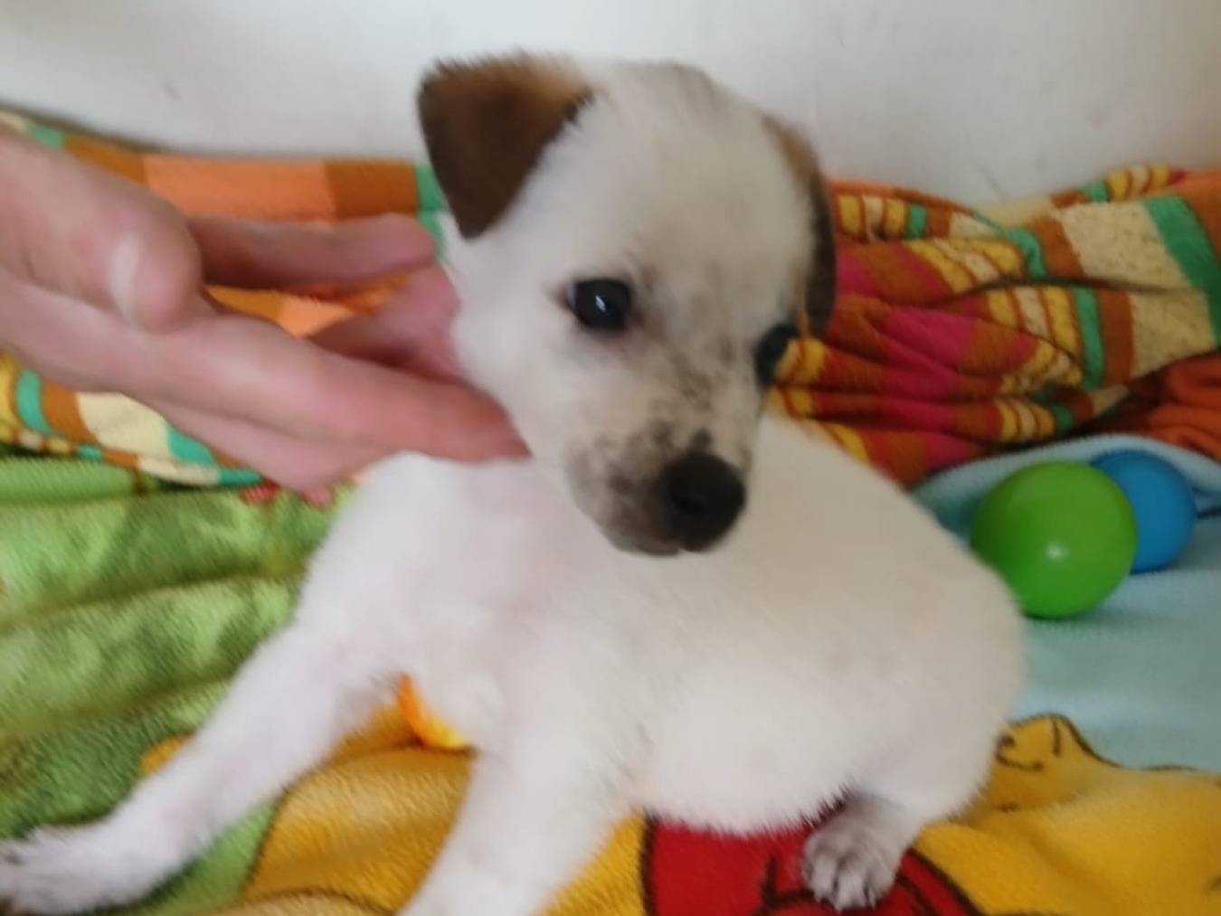 Adotta il cane Queeny a Bari