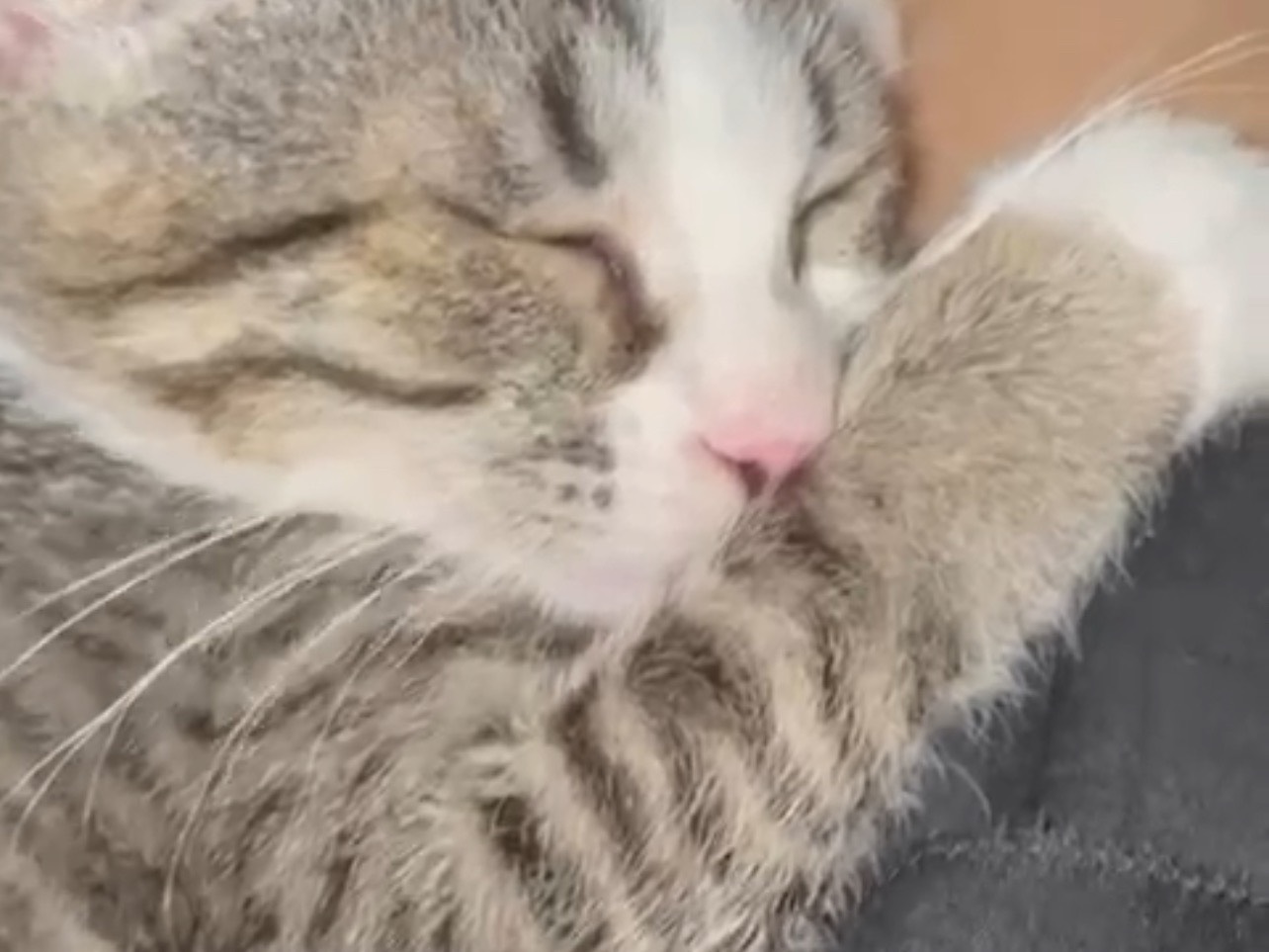 Adozione gatto, femmina, Razza sconosciuta Razza sconosciuta, 3 settimane, taglia non valida, Piacenza