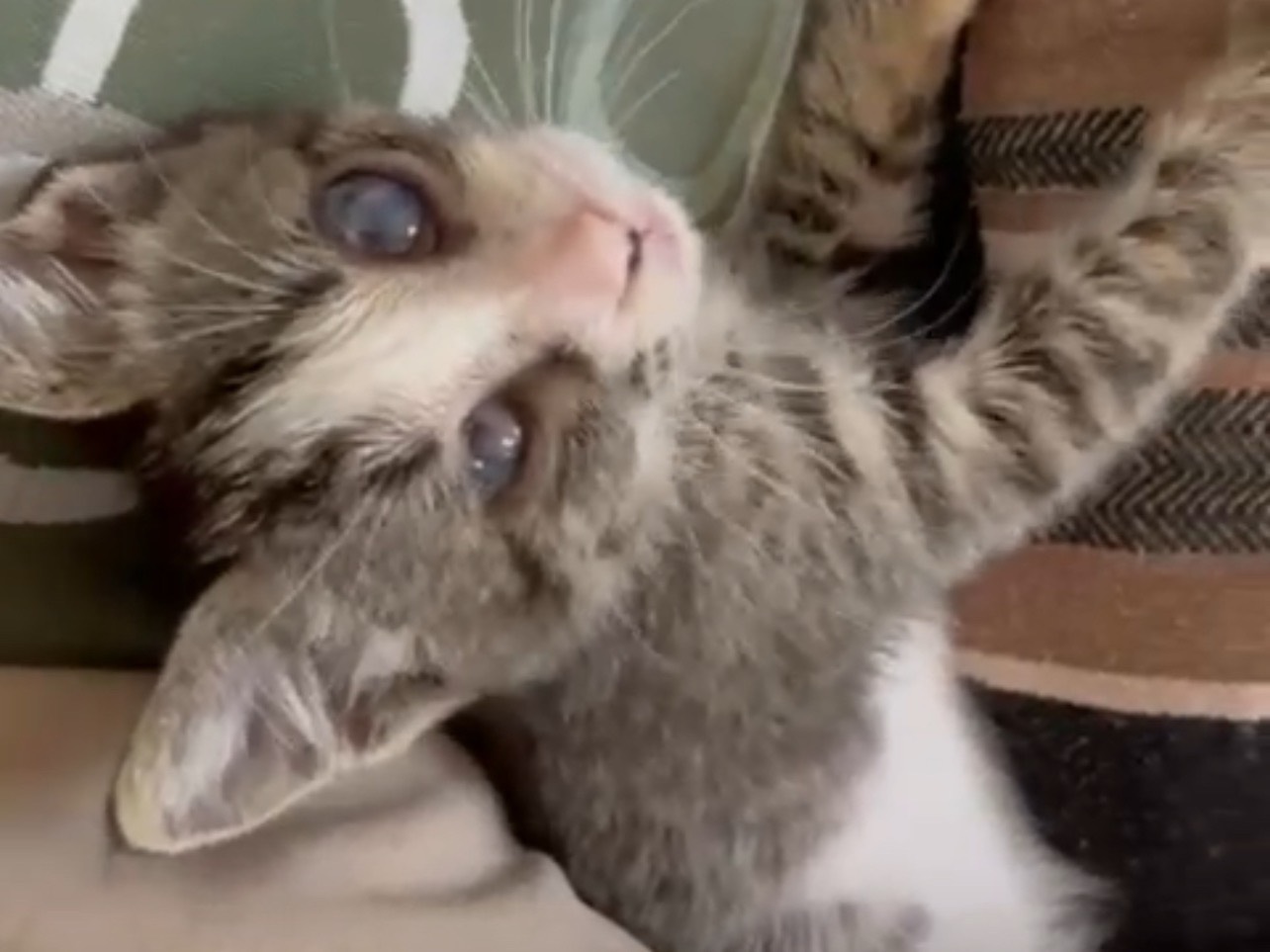 Adotta un gatto, femmina, 3 settimane, Piacenza