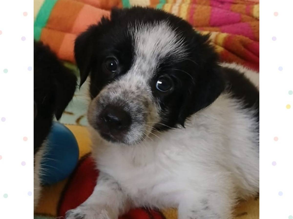Adozione cane, maschio, Razza sconosciuta Razza sconosciuta, 3 settimane, taglia media, Bari