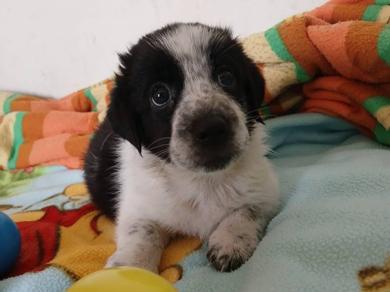 Adotta un cane, maschio, 3 settimane, Bari