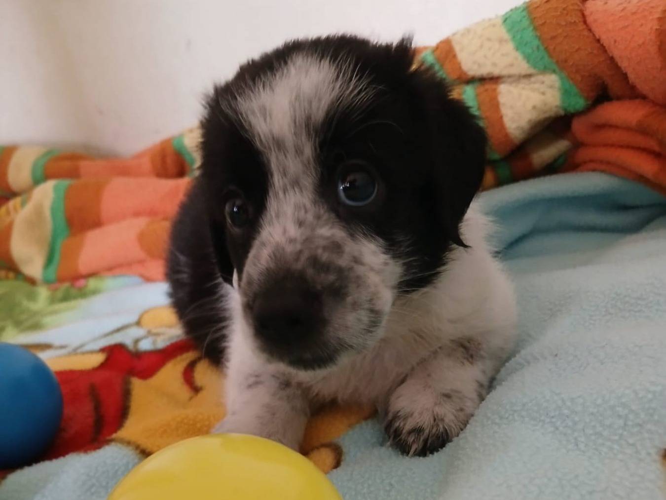 Adotta un cane, taglia media, maschio, Bari