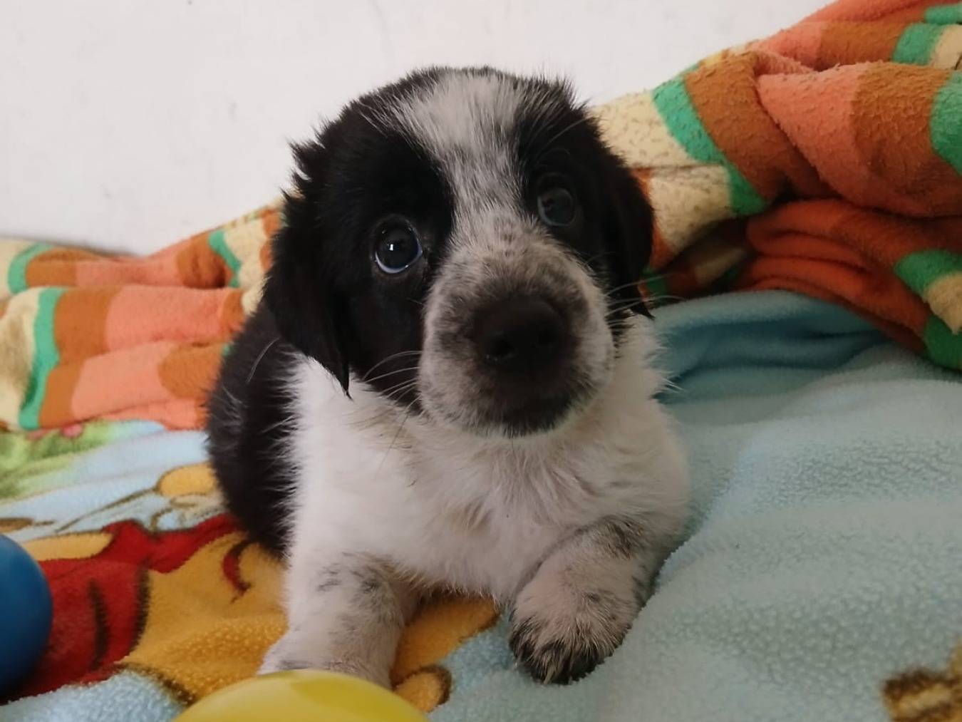 Vuoi adottare un cane a Bari?