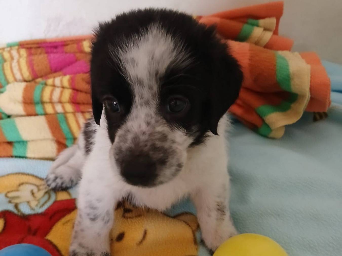 Adotta il cane Bongo a Bari