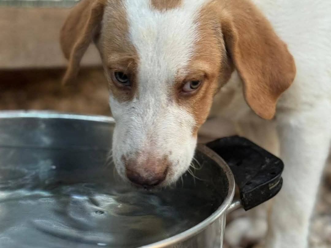 Adozione cane, maschio, Razza sconosciuta Razza sconosciuta, 6 mesi, taglia piccola, Bari