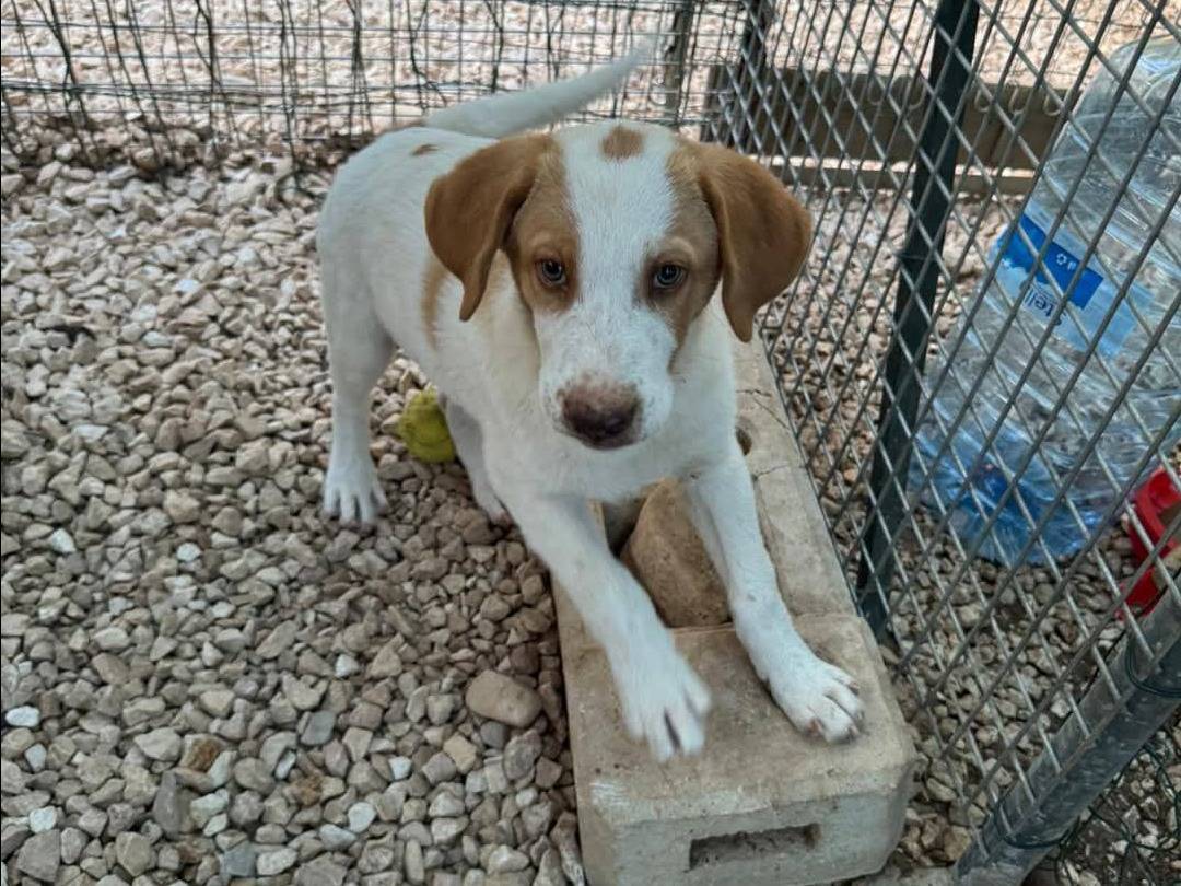 Adotta un cane, maschio, 6 mesi, Bari
