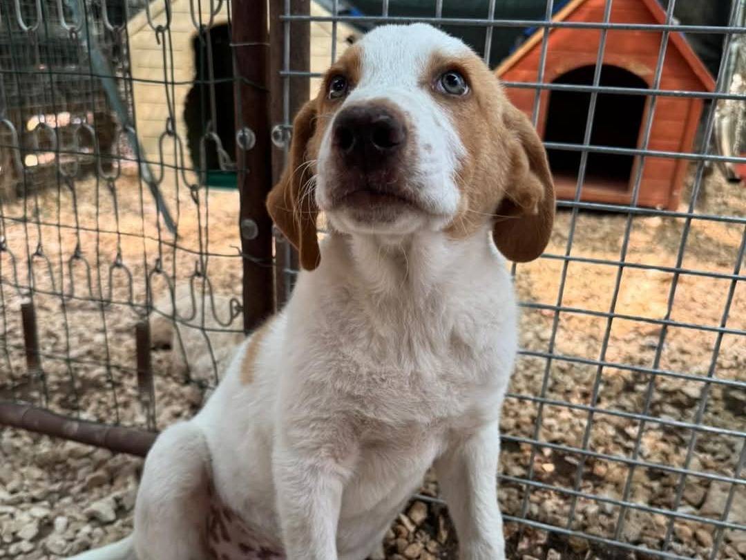 Adotta un cane, taglia piccola, maschio, Bari