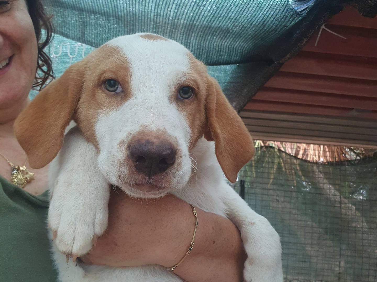Vuoi adottare un cane a Bari?