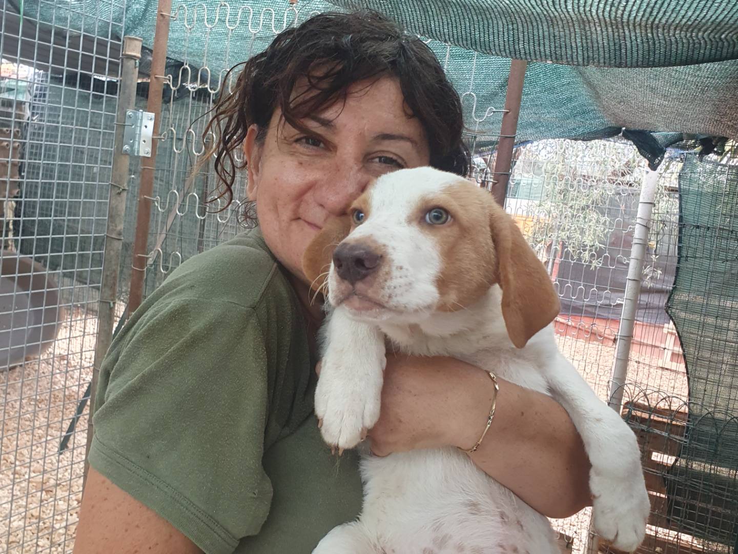 Adotta il cane Alfredo a Bari
