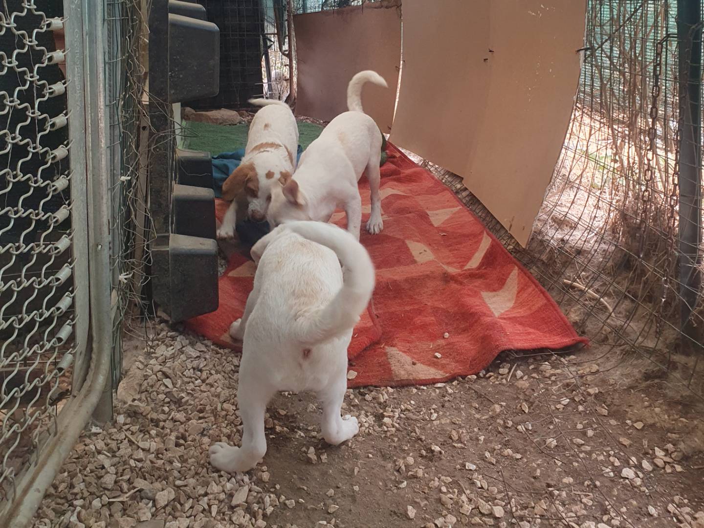 Vuoi adottare un cane a Bari?