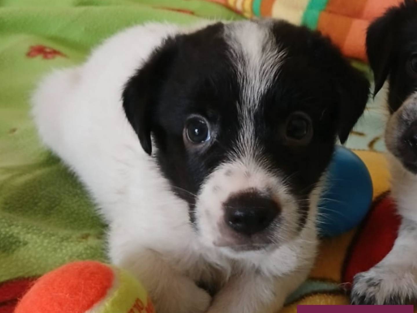 Adozione cane, maschio, Razza sconosciuta Razza sconosciuta, 3 settimane, taglia media, Bari