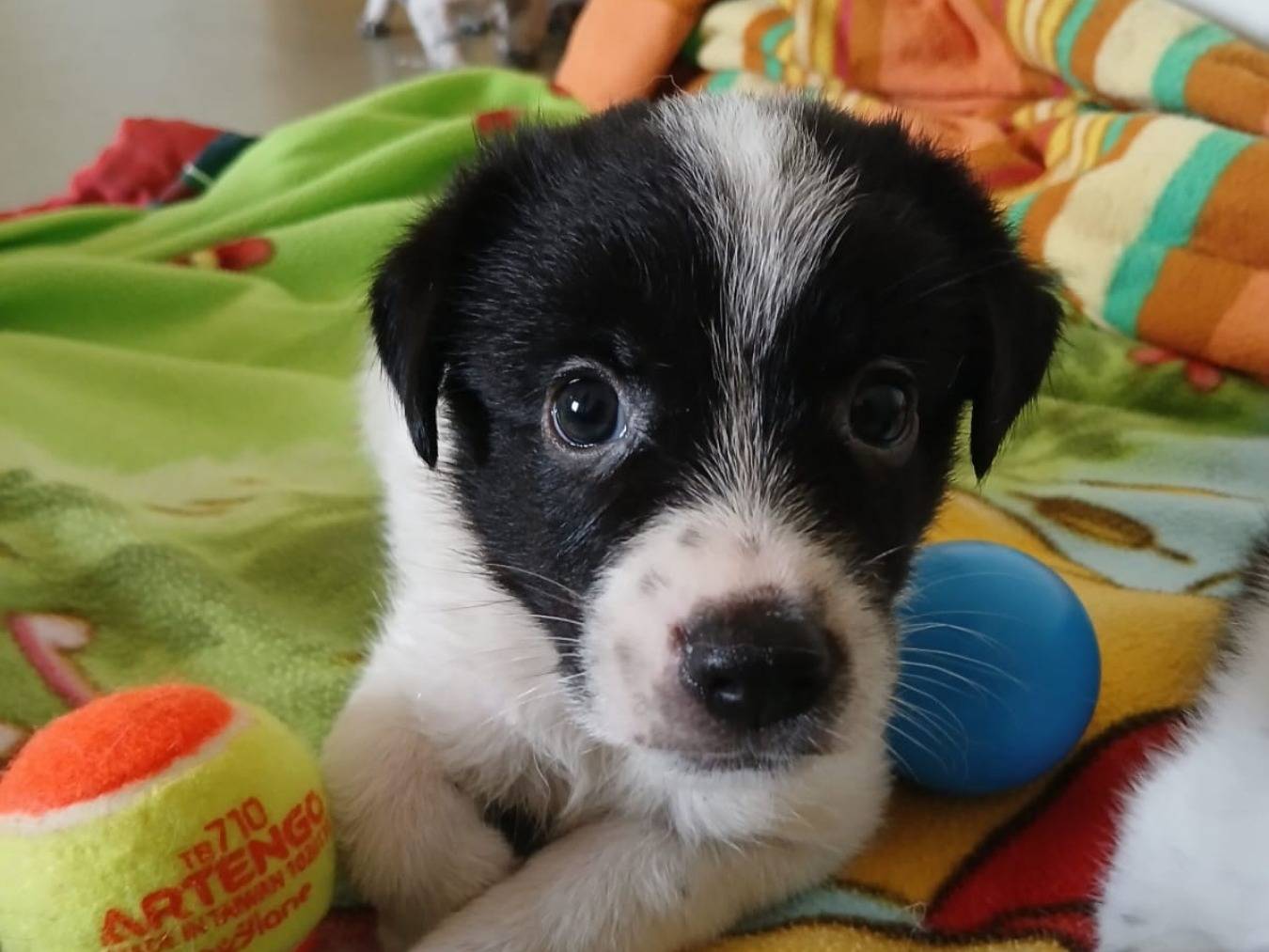 Adotta un cane, maschio, 3 settimane, Bari