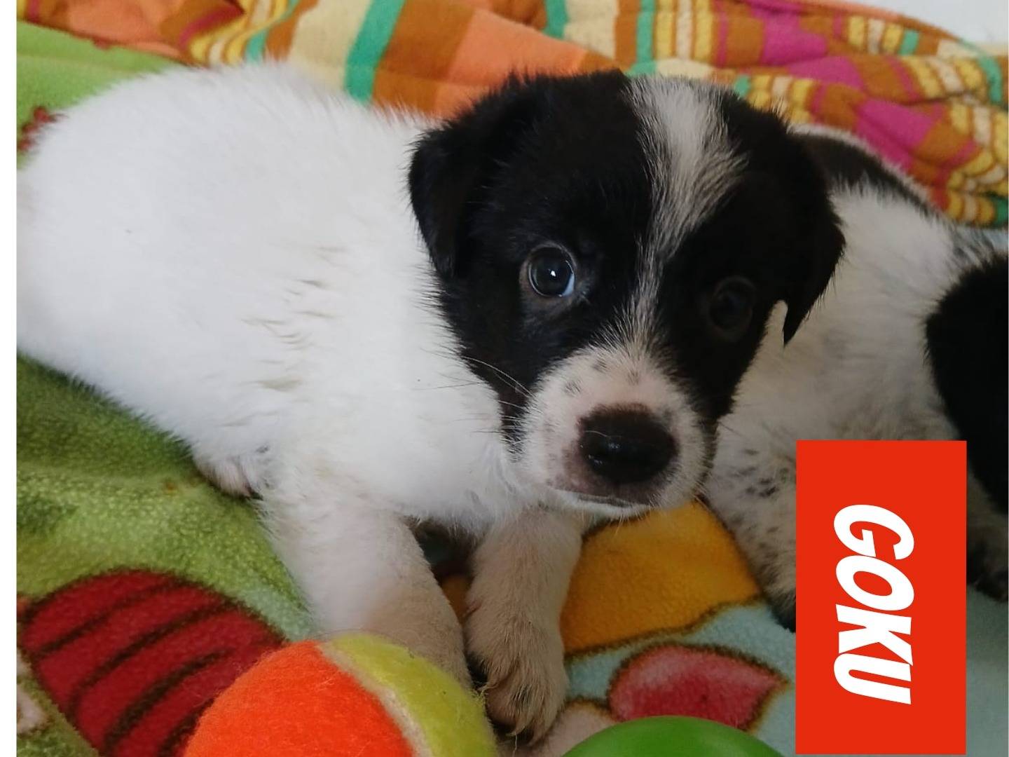 Adotta un cane, taglia media, maschio, Bari