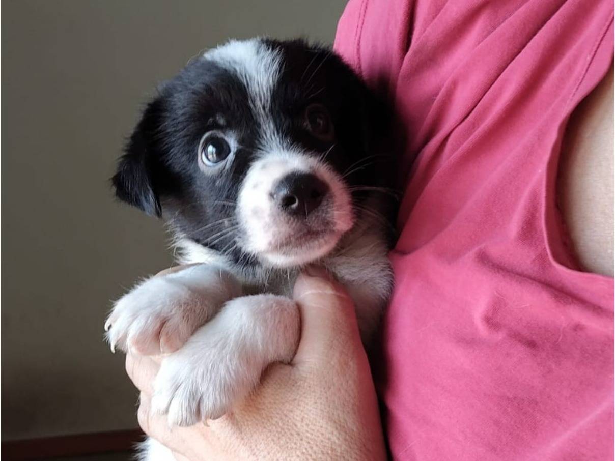 Vuoi adottare un cane a Bari?