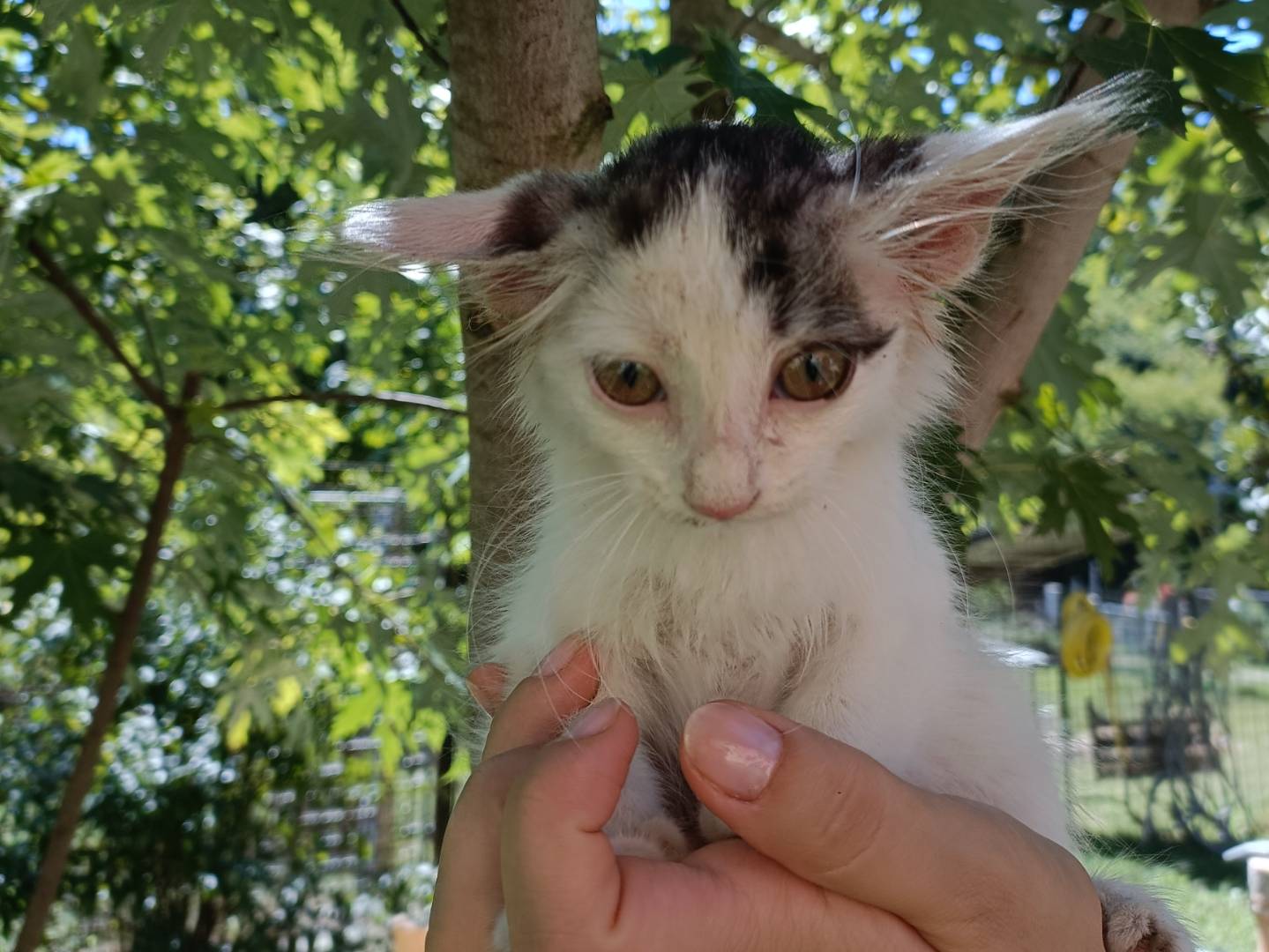 Adozione gatto, femmina, Razza sconosciuta Razza sconosciuta, 2 mesi, taglia non valida, Asti