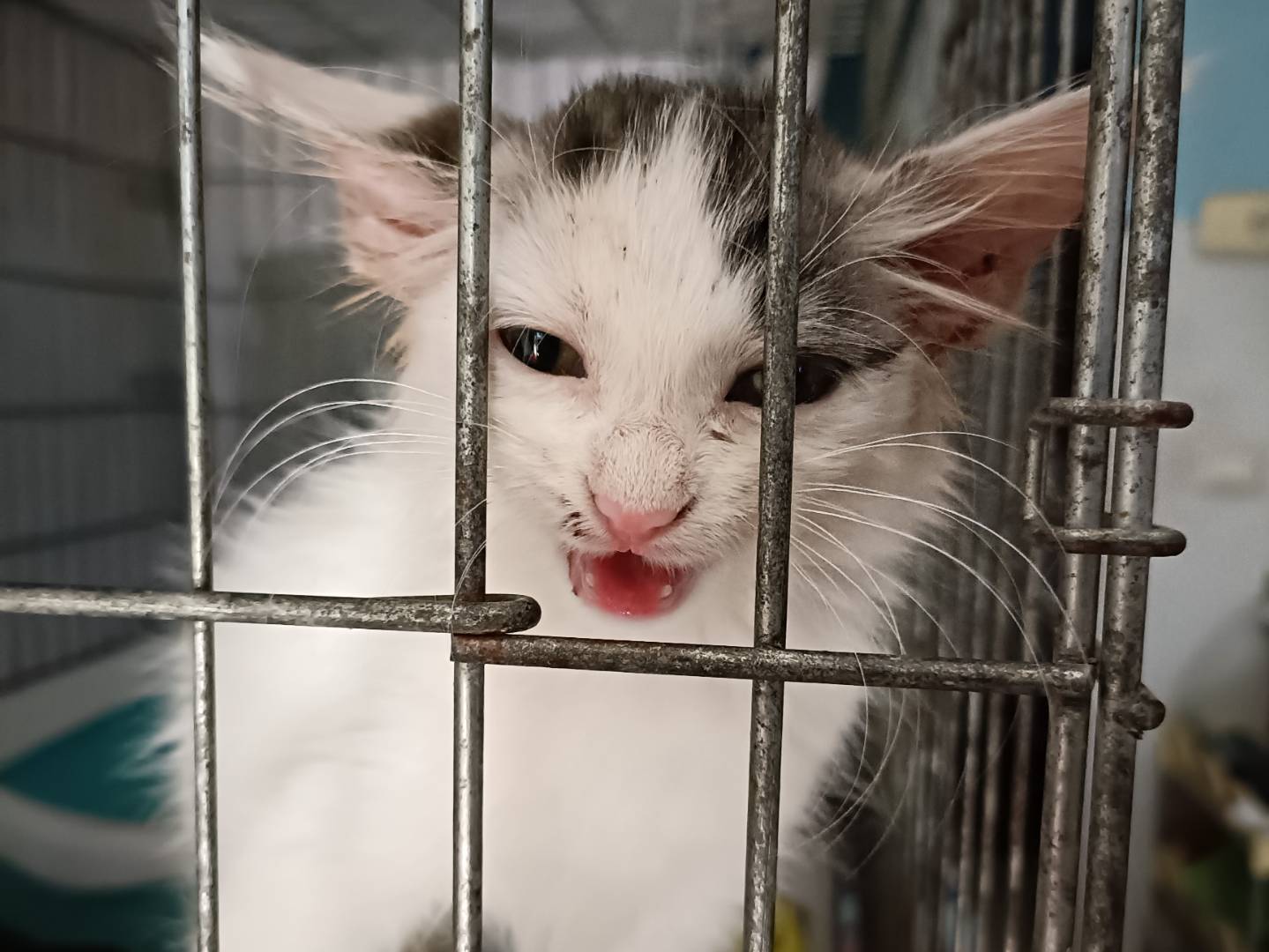 Adotta un gatto, femmina, 2 mesi, Asti