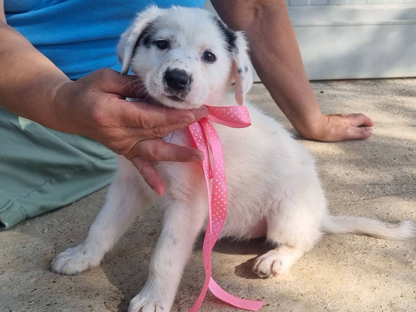 Adozione cane, femmina, Razza sconosciuta Razza sconosciuta, 2 mesi, taglia grande, Taranto