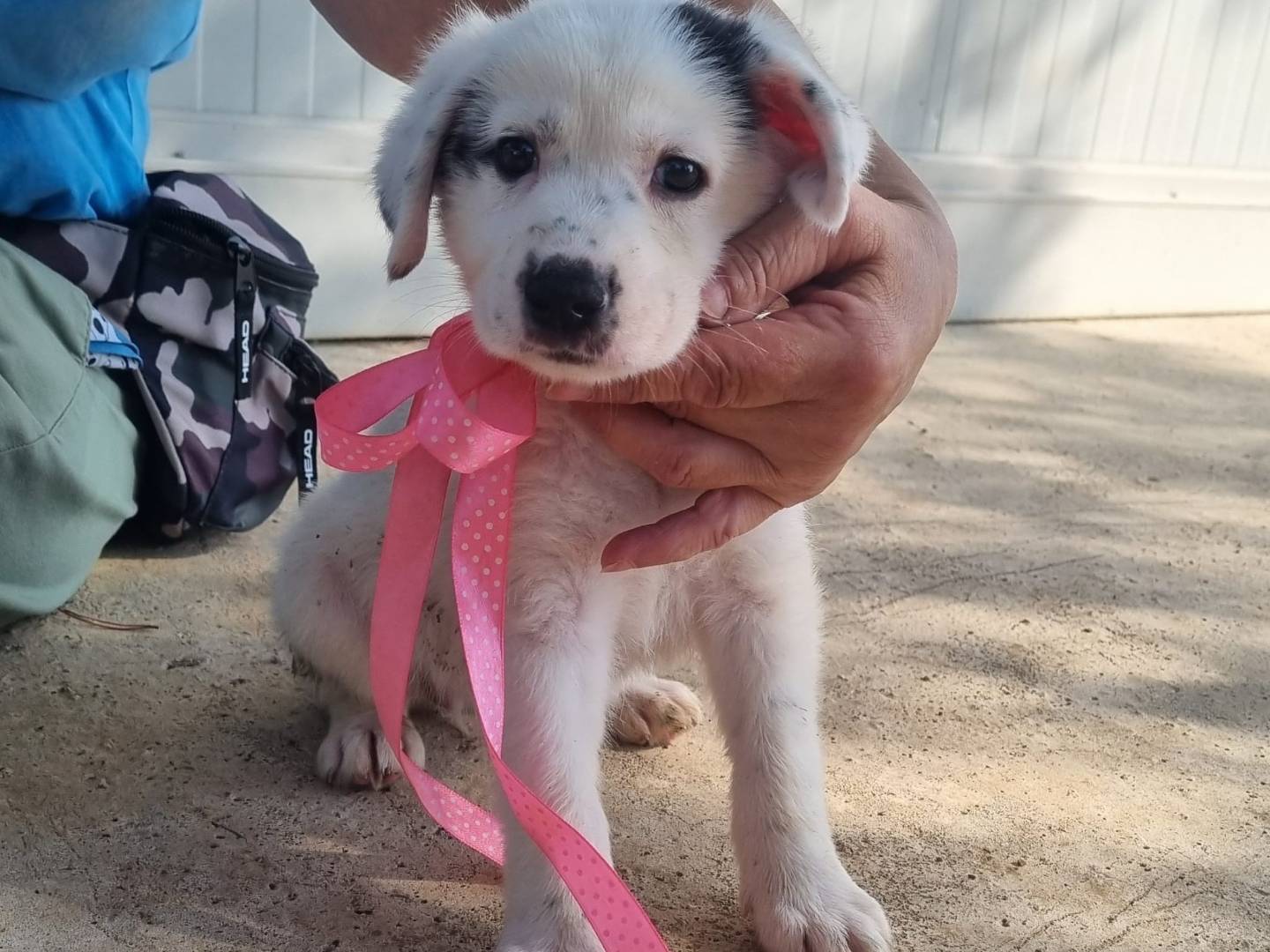 Adotta un cane, femmina, 2 mesi, Taranto