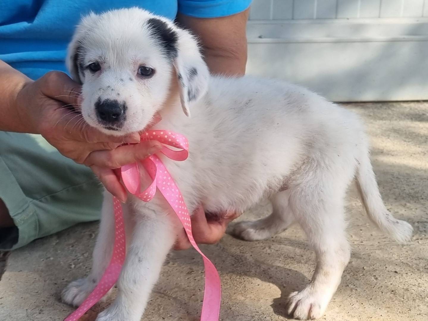 Adotta un cane, taglia grande, femmina, Taranto