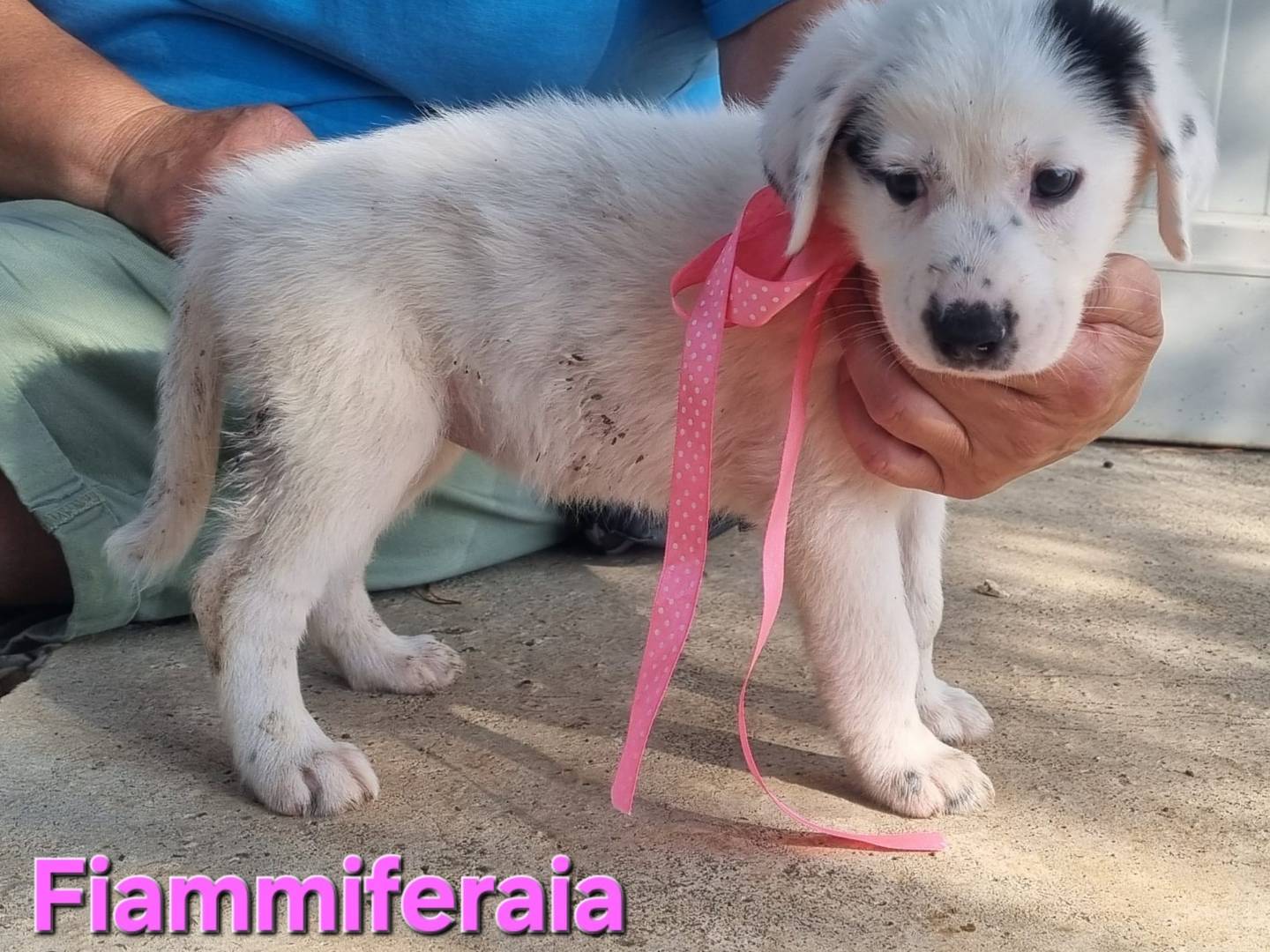 Vuoi adottare un cane a Taranto?