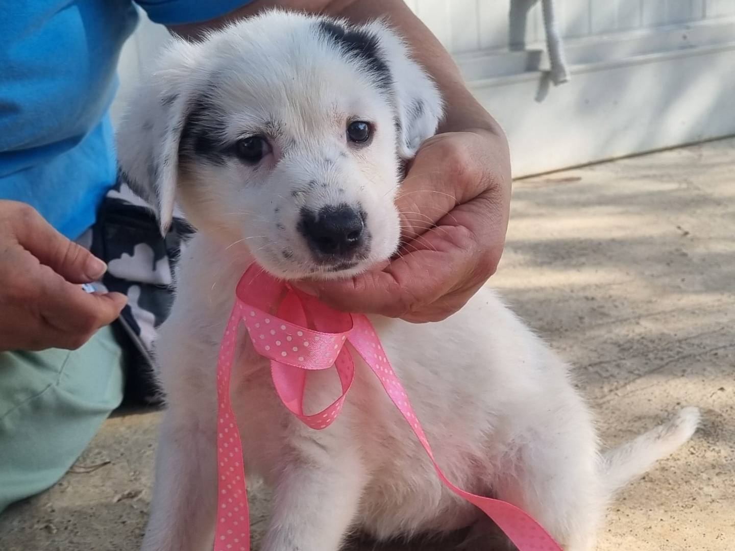 Adotta il cane Fiammiferaia a Taranto