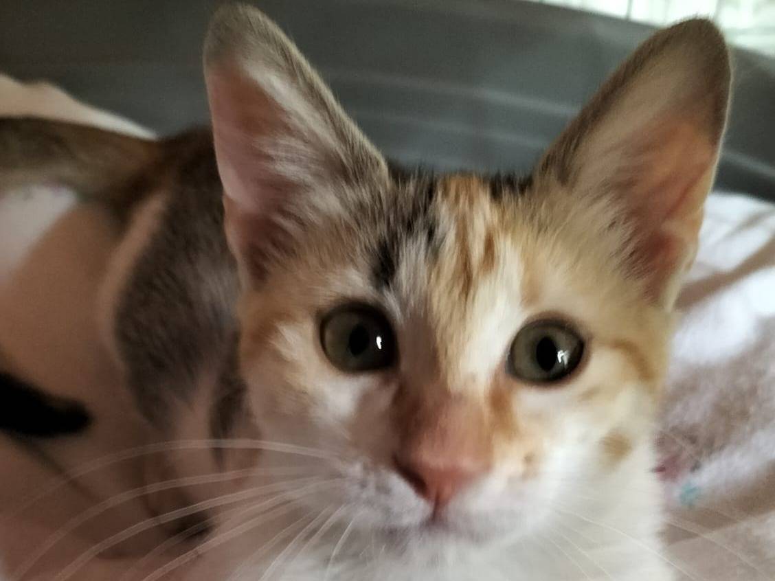 Adozione gatto, femmina, Razza sconosciuta Razza sconosciuta, 4 mesi, taglia non valida, Venezia