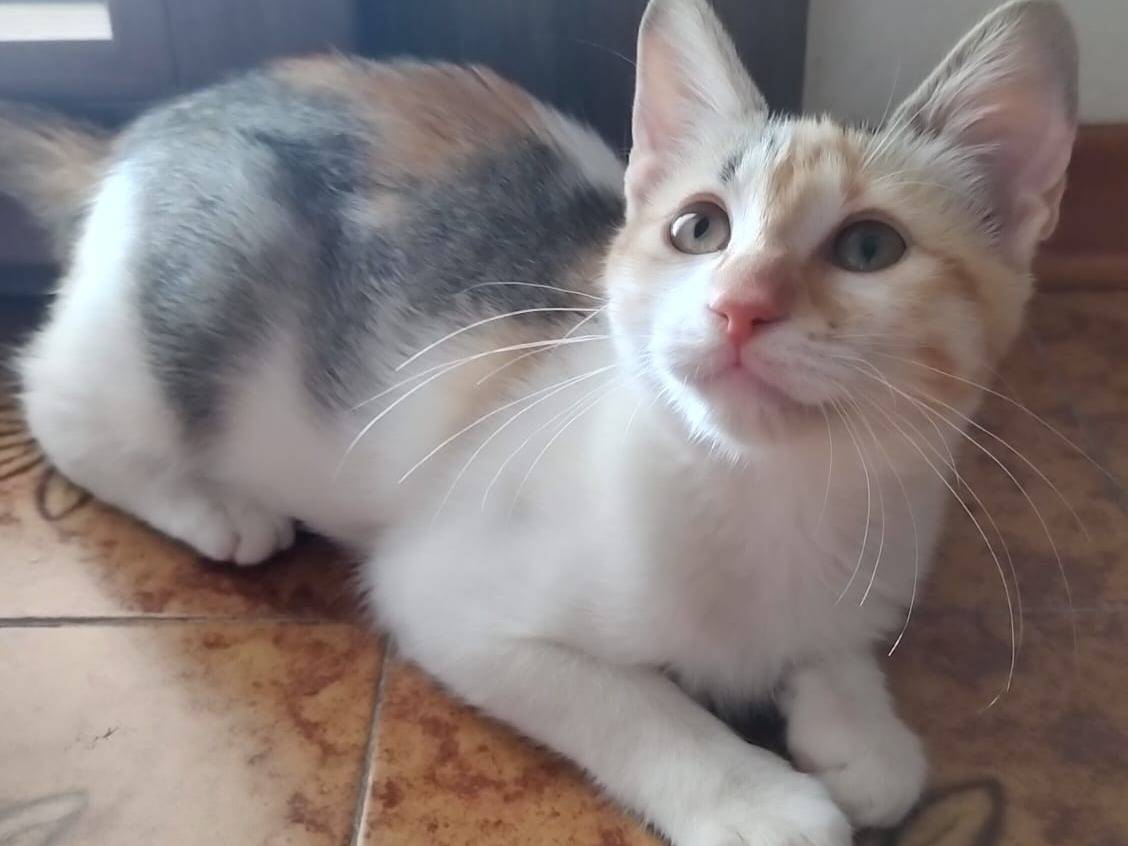 Adotta un gatto, femmina, 4 mesi, Venezia