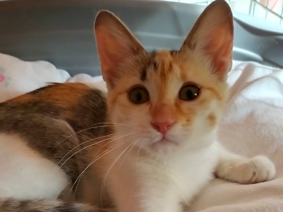 Adotta un gatto, taglia non valida, femmina, Venezia