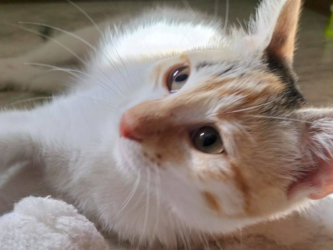 Vuoi adottare un gatto a Venezia?