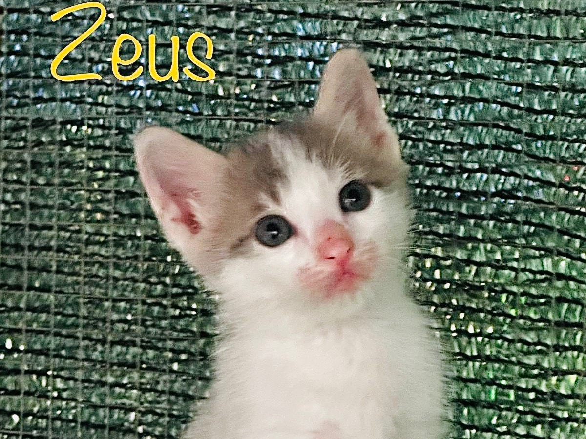 Adozione gatto, maschio, Razza sconosciuta Razza sconosciuta, 1 mesi, taglia non valida, Latina
