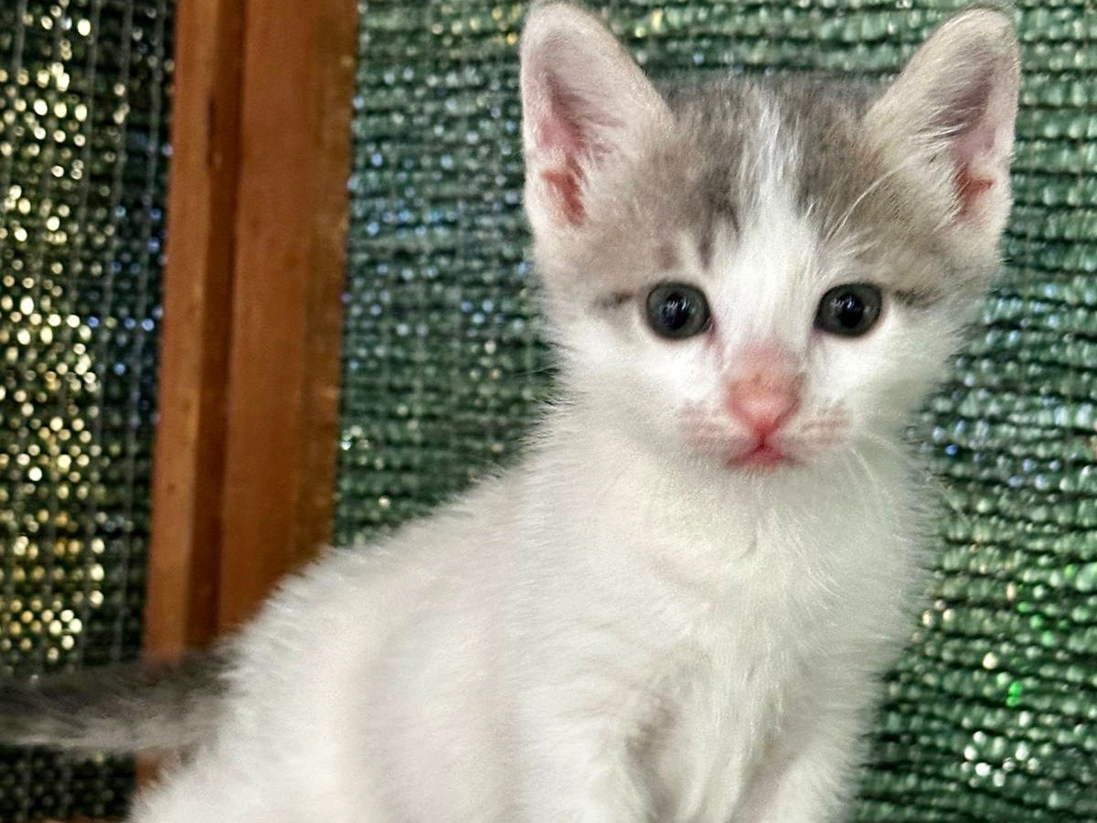 Adotta un gatto, maschio, 1 mesi, Latina