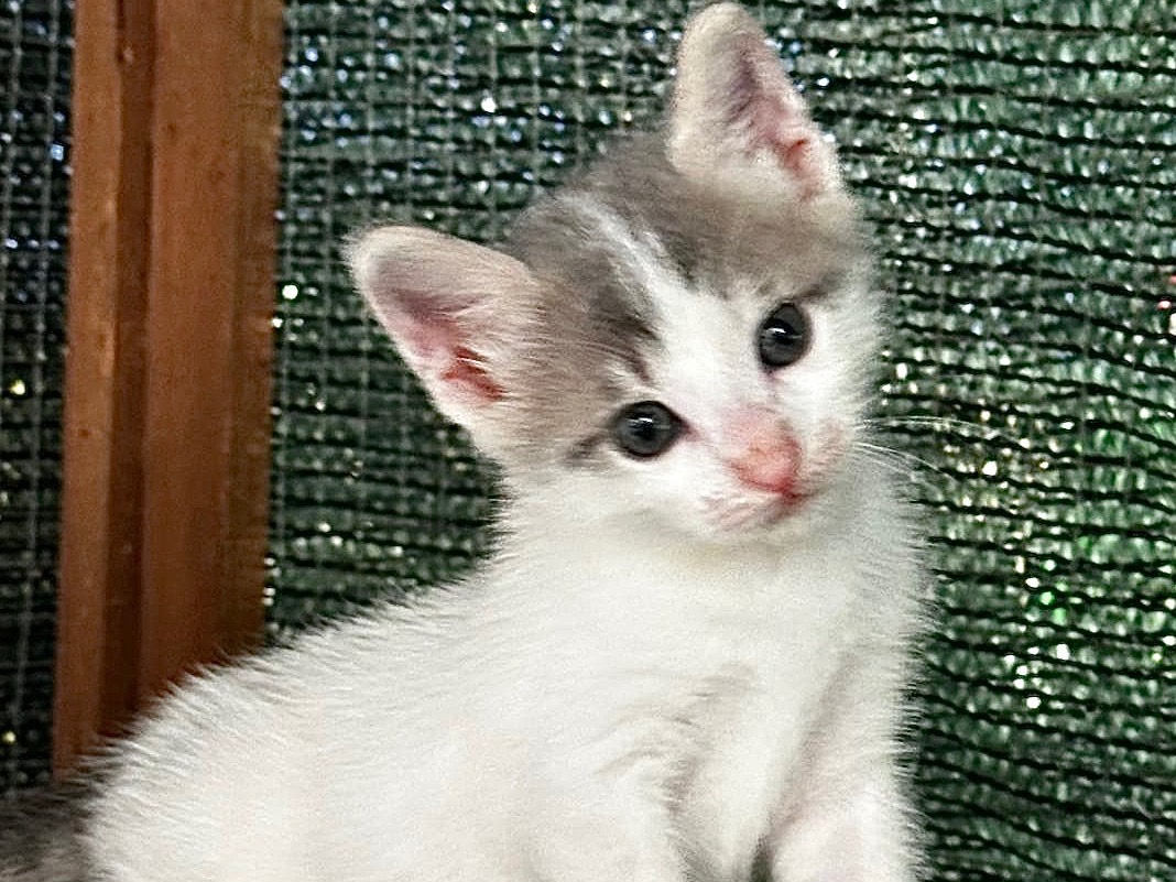 Adotta un gatto, taglia non valida, maschio, Latina
