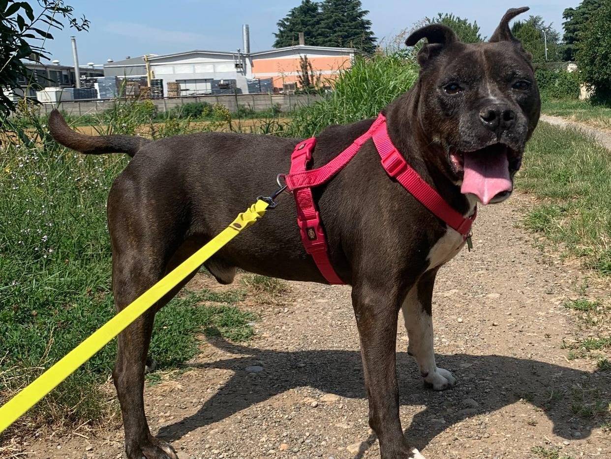 Adozione cane, maschio, Pitbull Razza sconosciuta, 12 anni e 11 mesi, taglia grande, Milano
