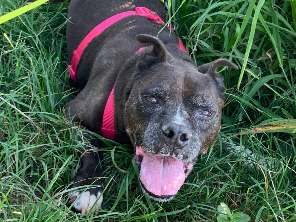 Adotta un cane, maschio, 12 anni e 11 mesi, Milano