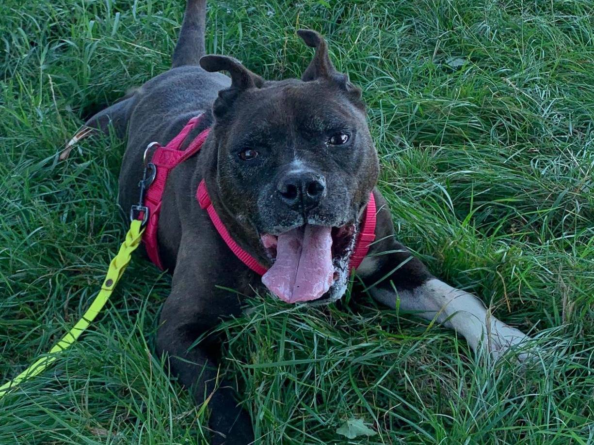 Vuoi adottare un cane a Milano?