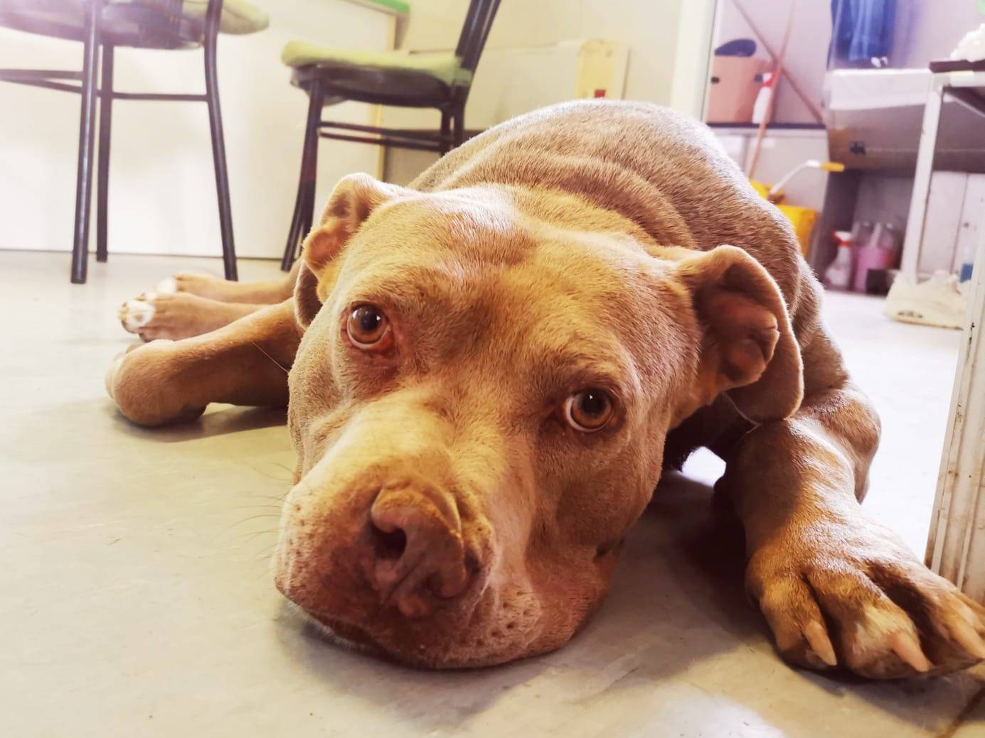 Adozione cane, maschio, Razza sconosciuta Razza sconosciuta, 8 anni e 4 mesi, taglia gigante, Milano