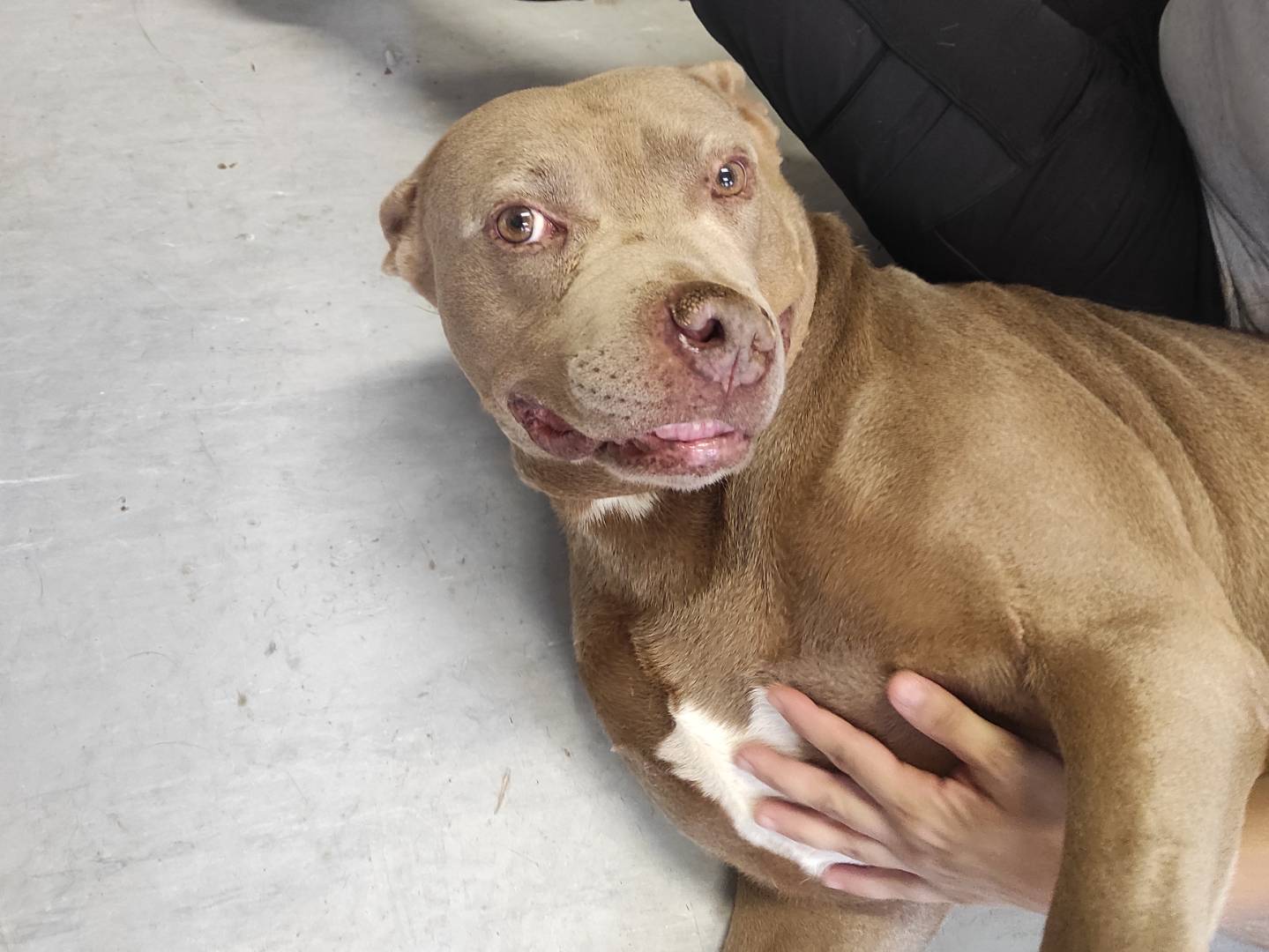 Adotta un cane, taglia gigante, maschio, Milano