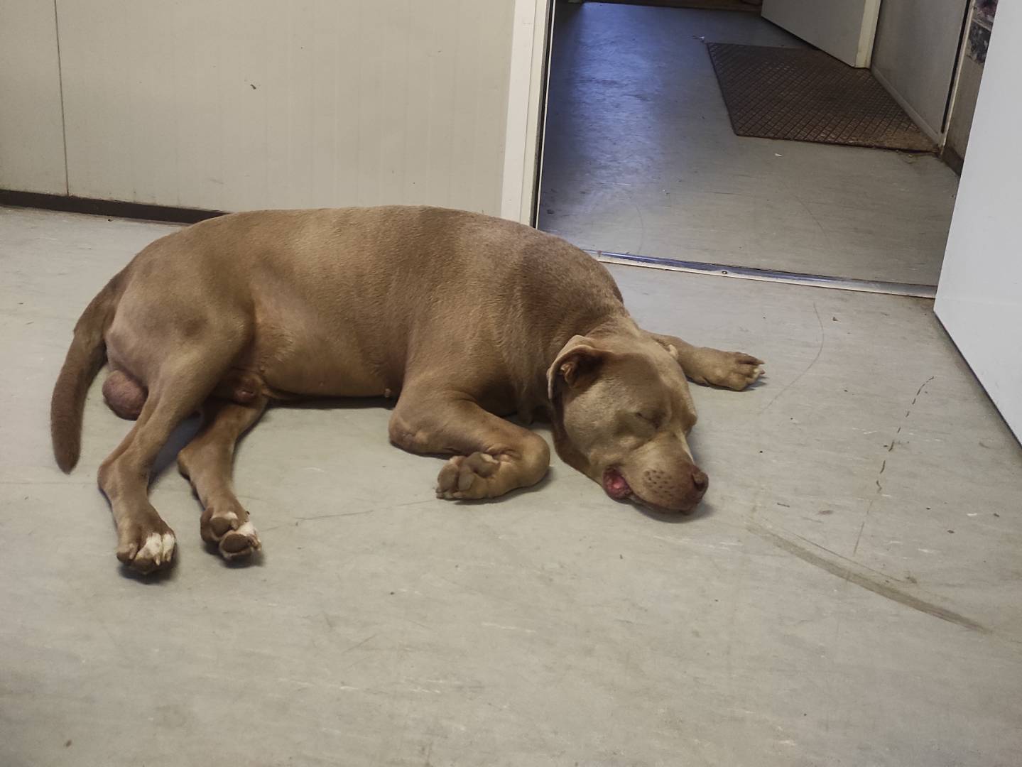 Vuoi adottare un cane a Milano?
