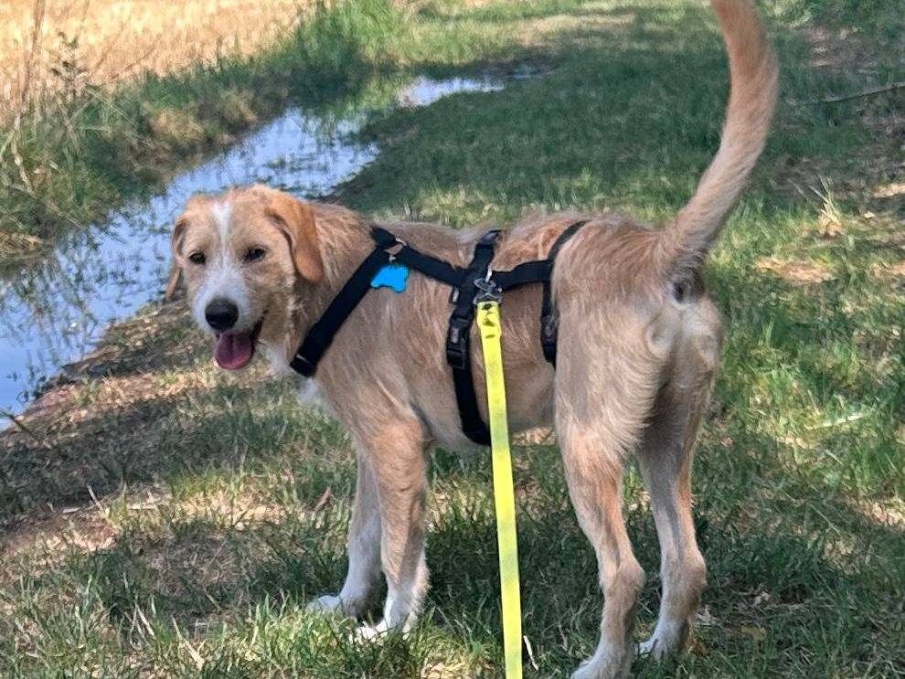 Adotta un cane, taglia media contenuta, maschio, Milano