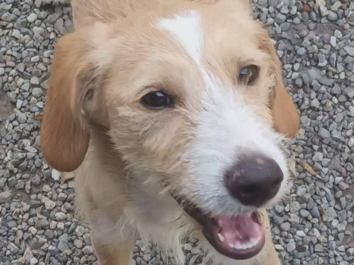 Vuoi adottare un cane a Milano?
