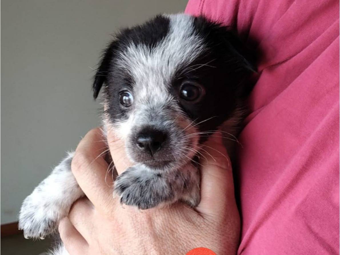 Adozione cane, maschio, Razza sconosciuta Razza sconosciuta, 3 settimane, taglia media contenuta, Bari