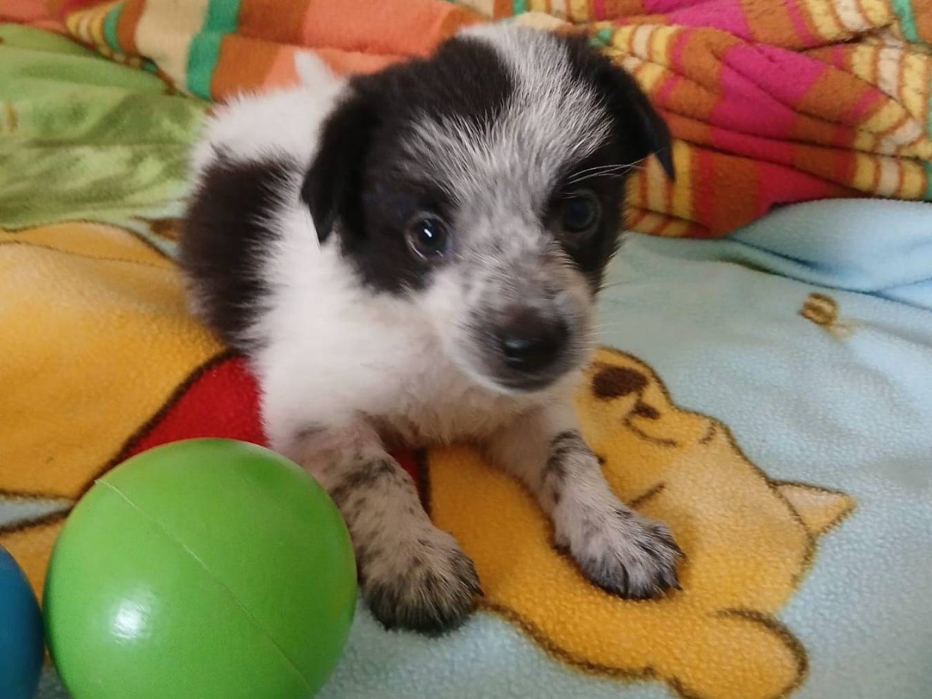 Adotta un cane, maschio, 3 settimane, Bari
