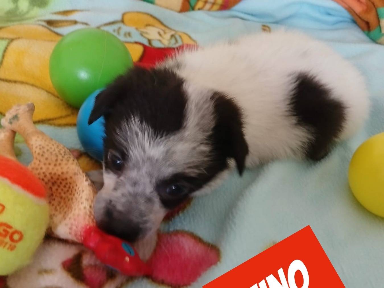 Adotta un cane, taglia media contenuta, maschio, Bari