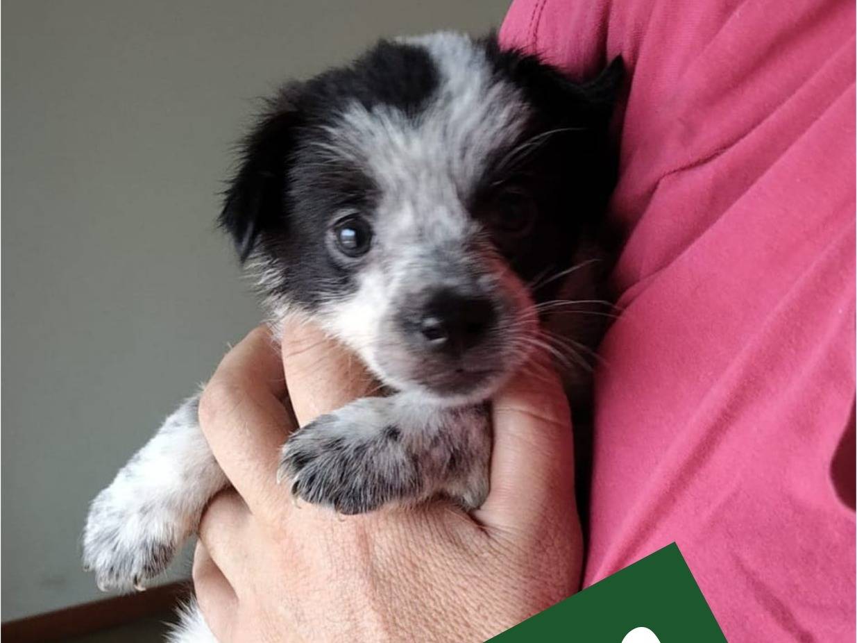 Vuoi adottare un cane a Bari?