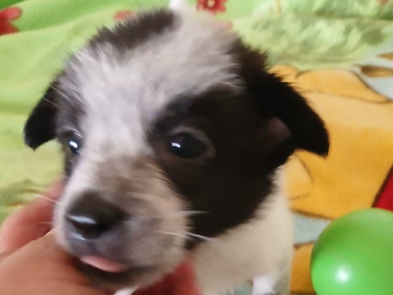 Adotta il cane Tino a Bari