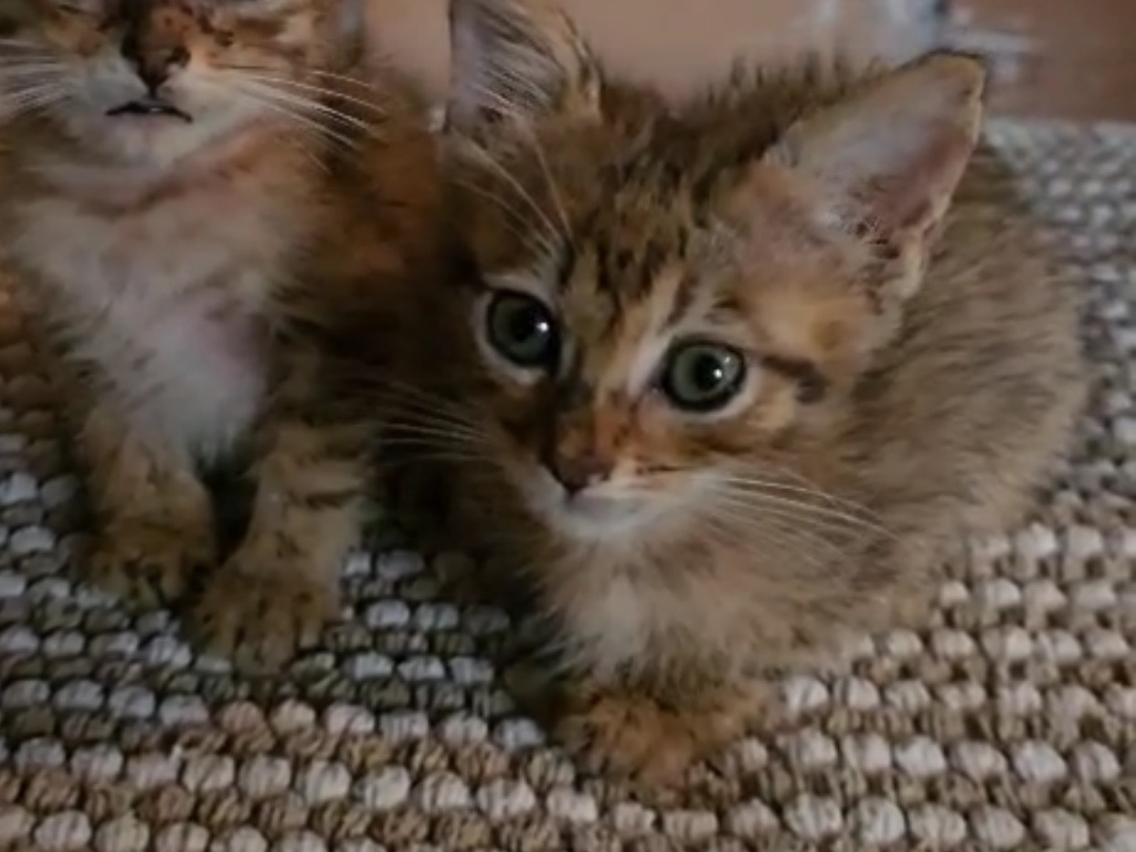 Adozione gatto, femmina, Razza sconosciuta Razza sconosciuta, 3 settimane, taglia non valida, Milano